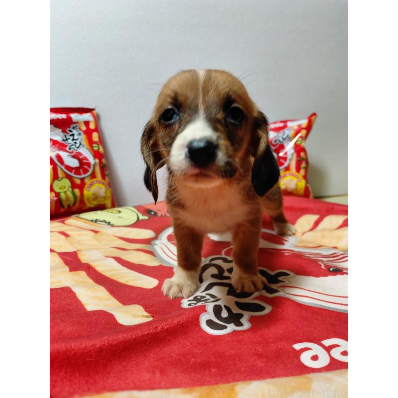 販売中の神奈川県のミックス犬-453337の7枚目