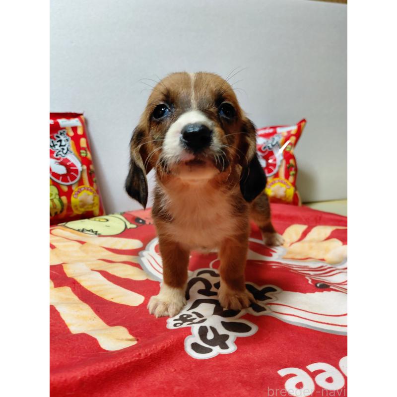 販売中の神奈川県のミックス犬-453337の6枚目