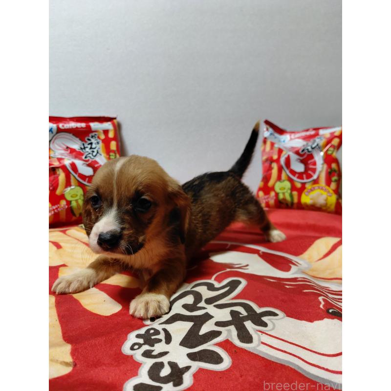 販売中の神奈川県のミックス犬-453337の5枚目