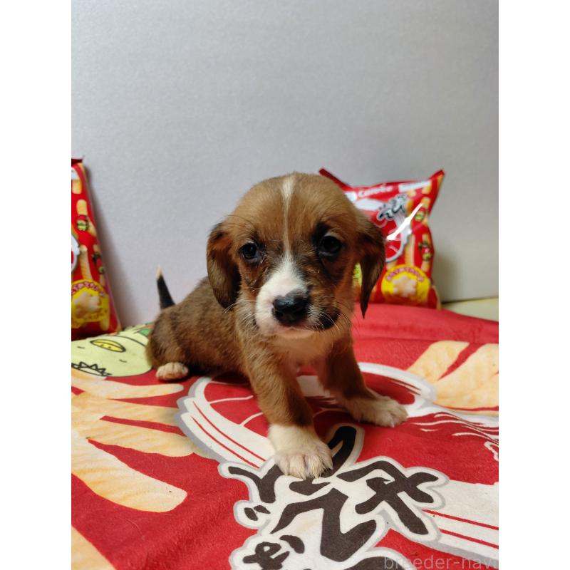 販売中の神奈川県のミックス犬-453337の4枚目