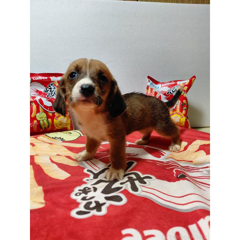 販売中の神奈川県のミックス犬-453337の3枚目