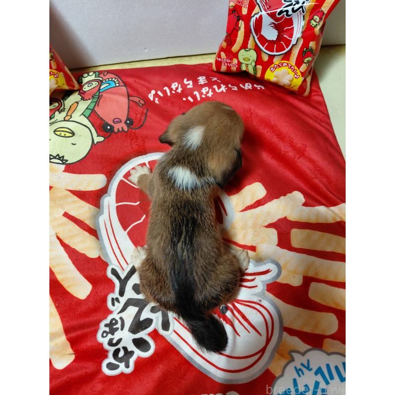 販売中の神奈川県のミックス犬-453337の2枚目