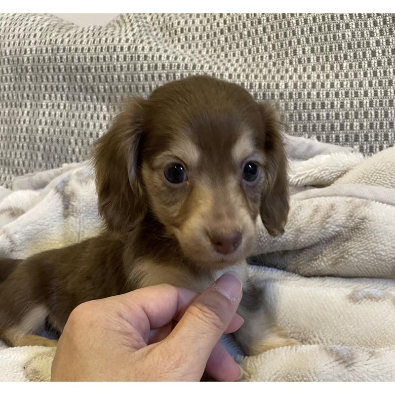 販売中の東京都のカニンヘンダックスフンド(ロングヘアード)-453320の2枚目