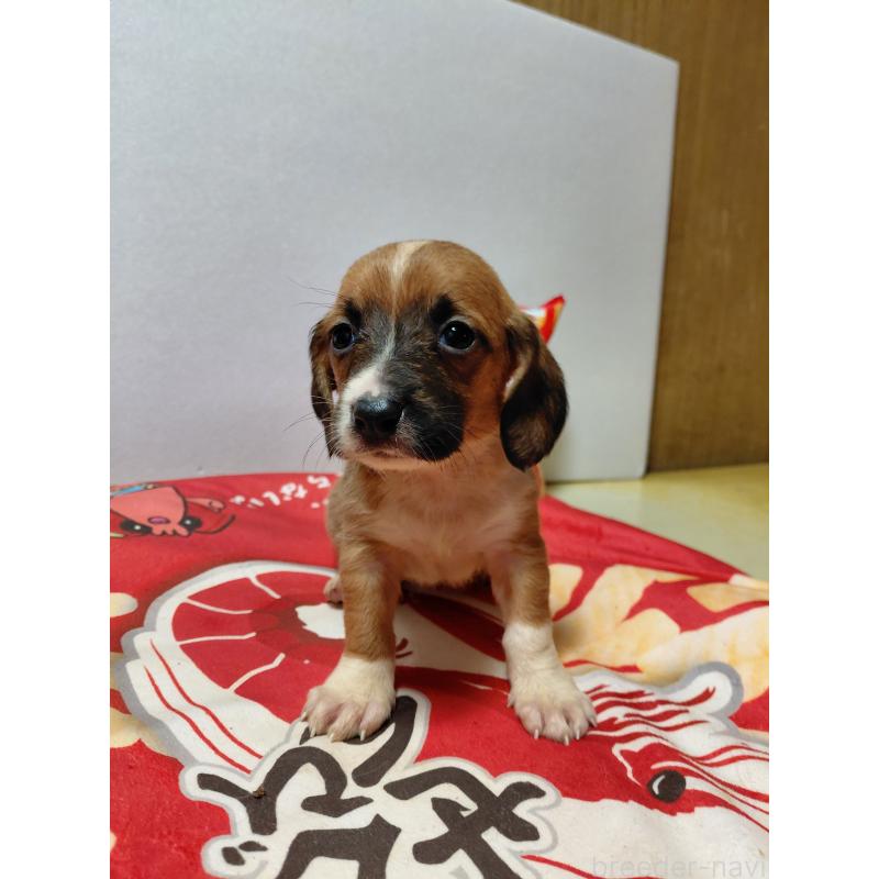 販売中の神奈川県のミックス犬-453338の14枚目