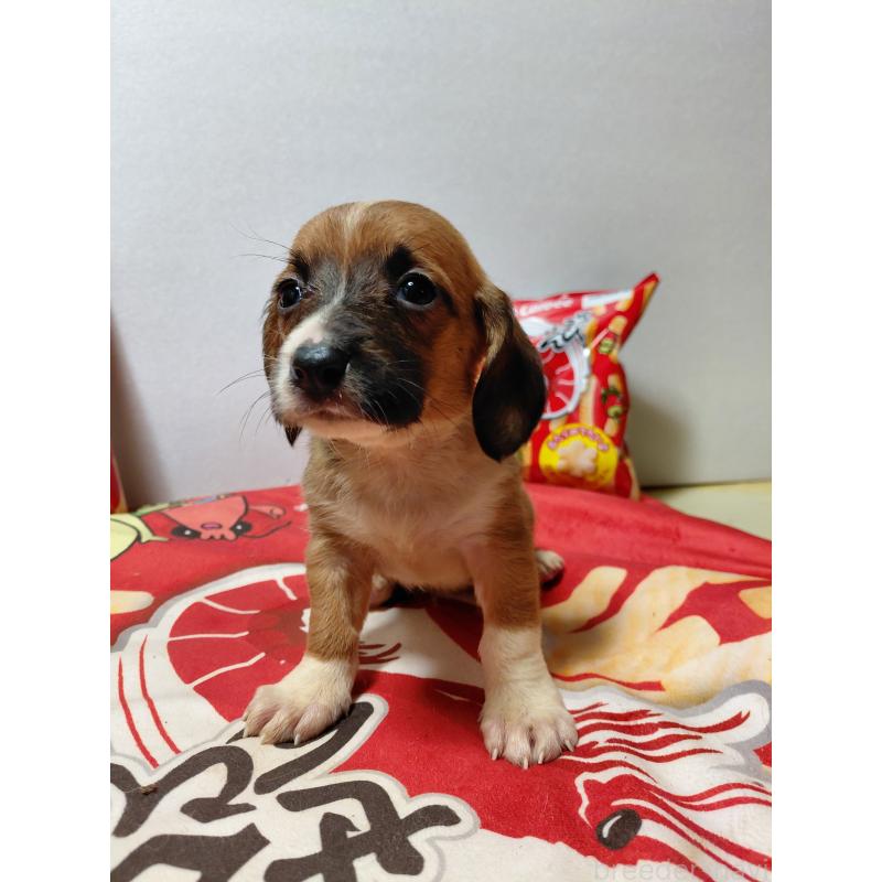 販売中の神奈川県のミックス犬-453338の13枚目