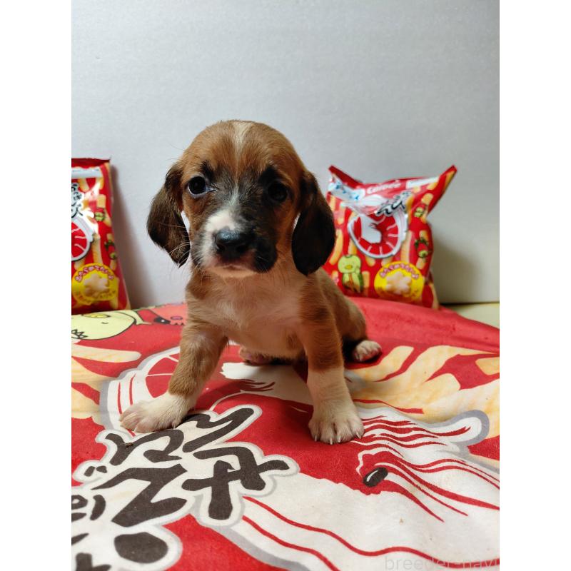 販売中の神奈川県のミックス犬-453338の12枚目