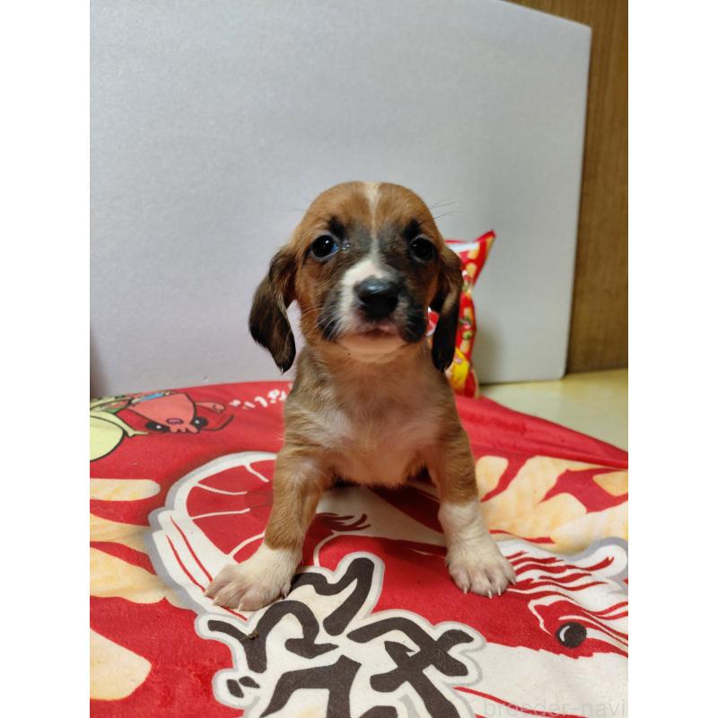 販売中の神奈川県のミックス犬-453338の11枚目