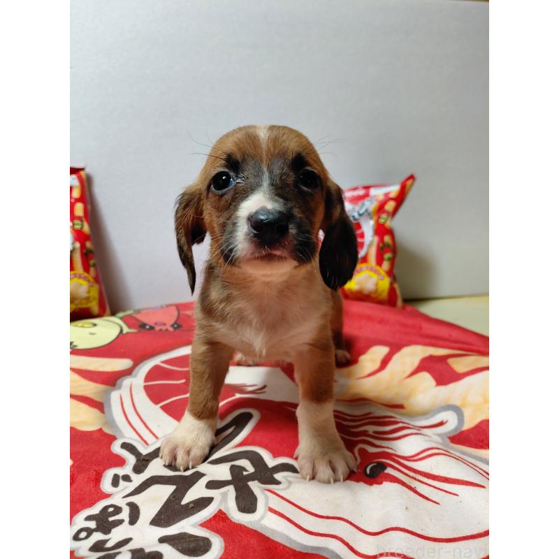 販売中の神奈川県のミックス犬-453338の10枚目