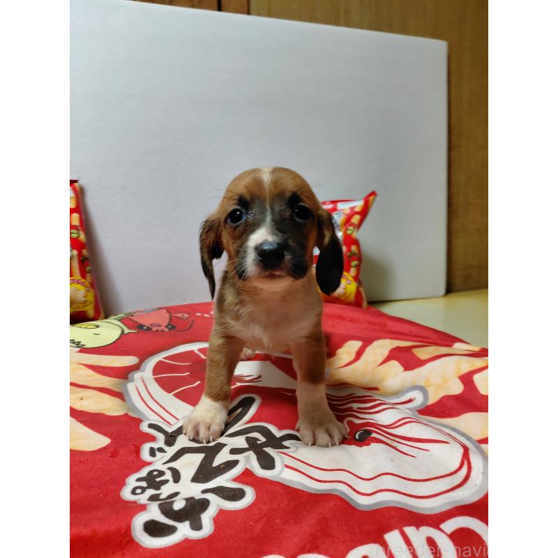 販売中の神奈川県のミックス犬-453338の9枚目