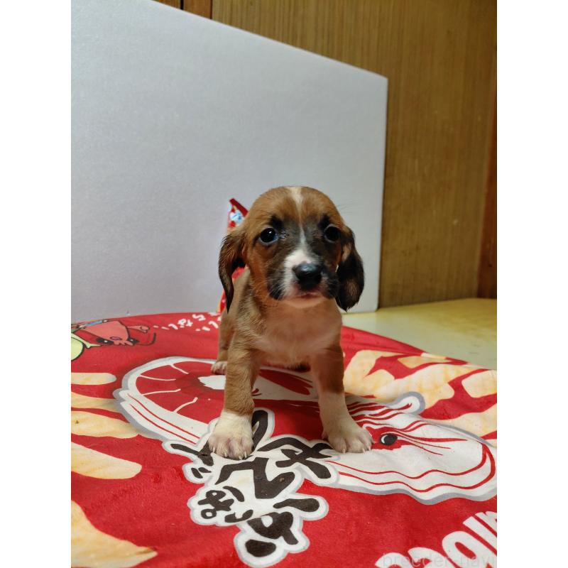 販売中の神奈川県のミックス犬-453338の8枚目