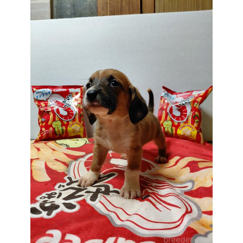 販売中の神奈川県のミックス犬-453338の7枚目