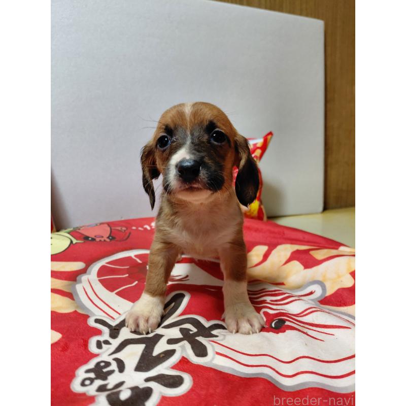 販売中の神奈川県のミックス犬-453338の6枚目