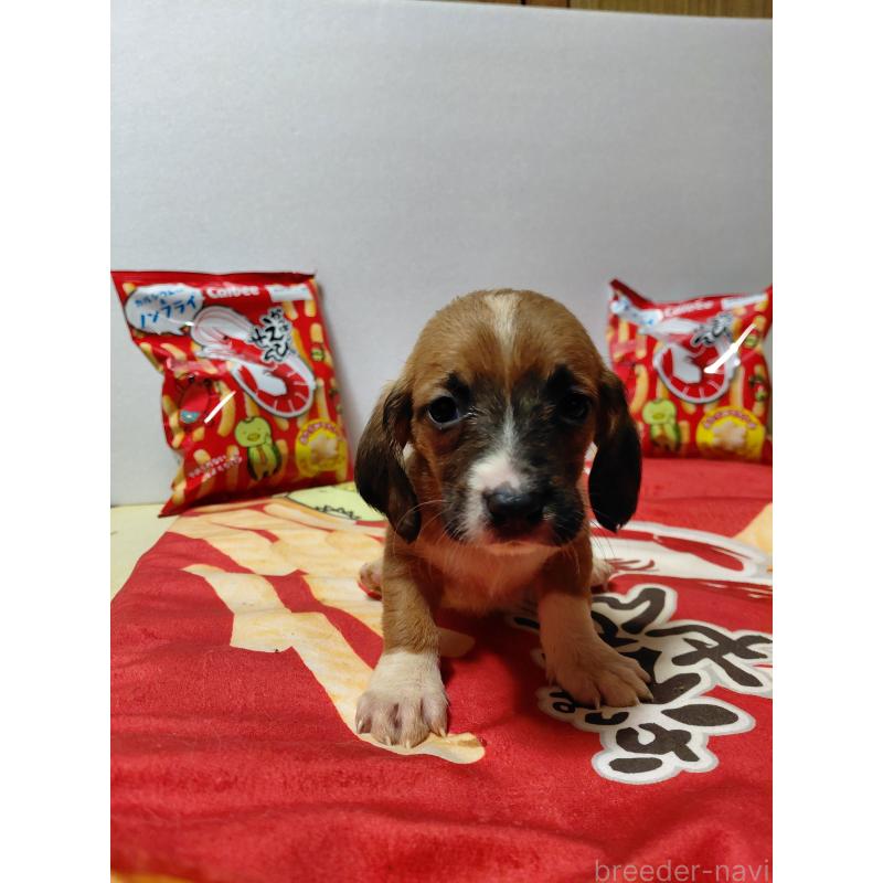 販売中の神奈川県のミックス犬-453338の5枚目