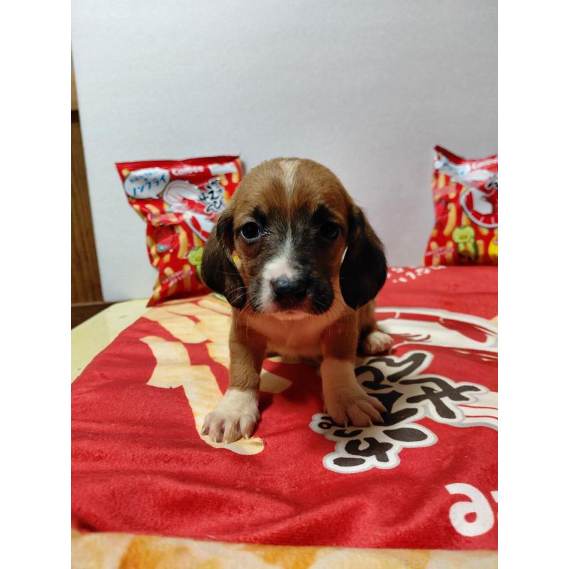 販売中の神奈川県のミックス犬-453338の4枚目