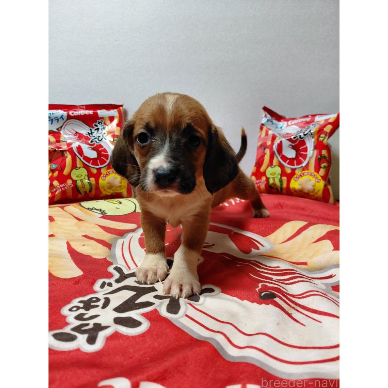 販売中の神奈川県のミックス犬-453338の3枚目