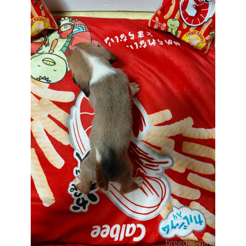 販売中の神奈川県のミックス犬-453338の2枚目