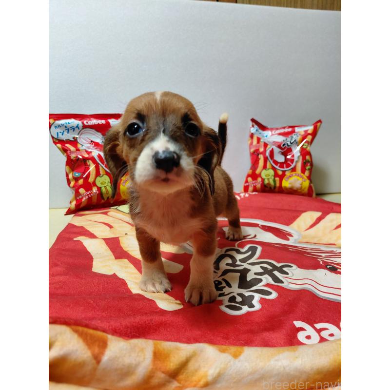 販売中の神奈川県のミックス犬-453339の17枚目