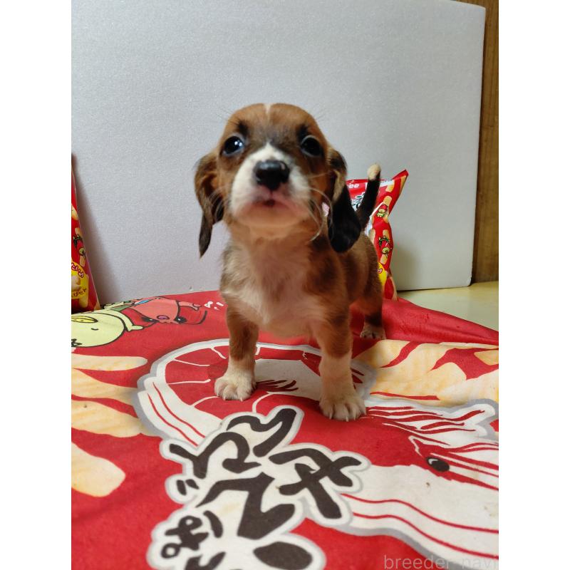 販売中の神奈川県のミックス犬-453339の16枚目