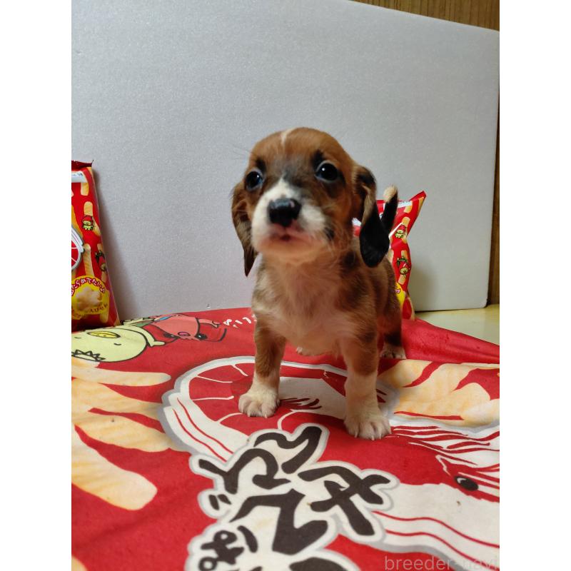 販売中の神奈川県のミックス犬-453339の15枚目