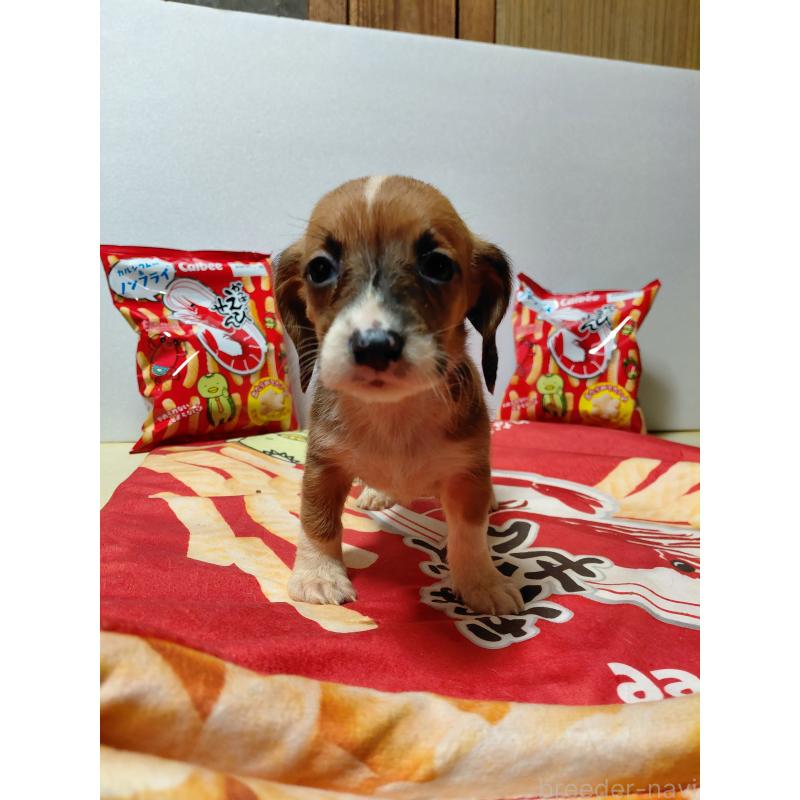 販売中の神奈川県のミックス犬-453339の14枚目