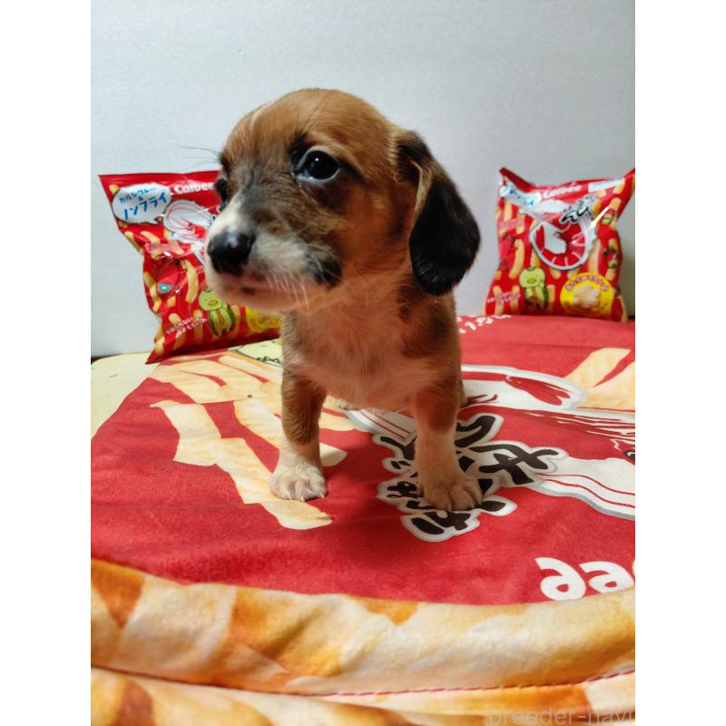 販売中の神奈川県のミックス犬-453339の13枚目