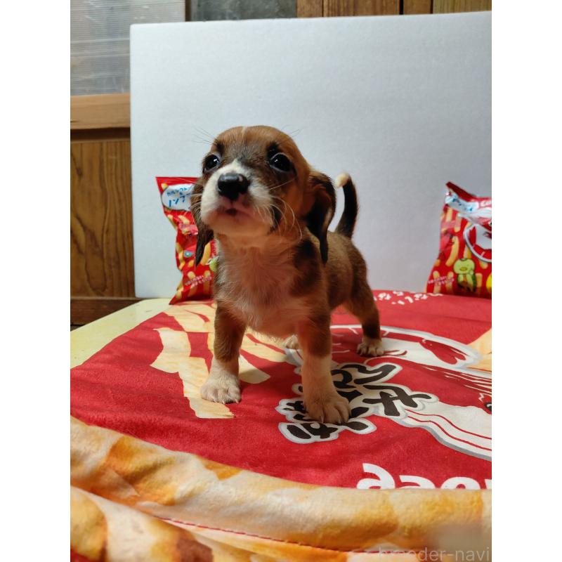 販売中の神奈川県のミックス犬-453339の12枚目