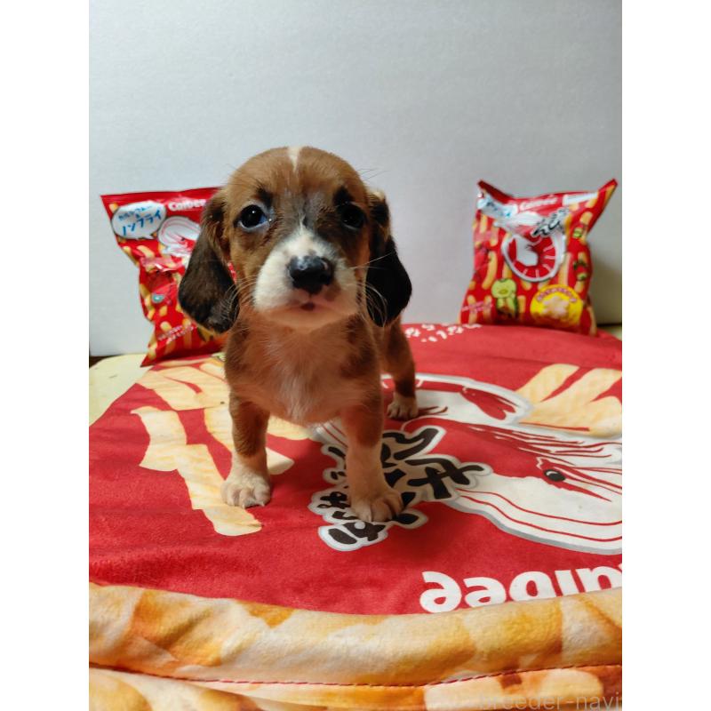 販売中の神奈川県のミックス犬-453339の11枚目