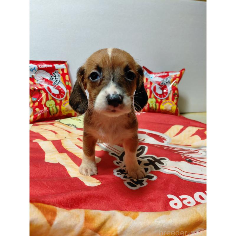 販売中の神奈川県のミックス犬-453339の10枚目