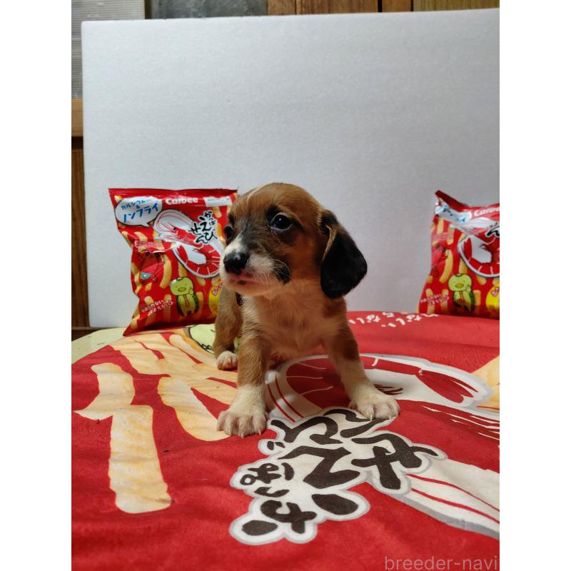 販売中の神奈川県のミックス犬-453339の9枚目