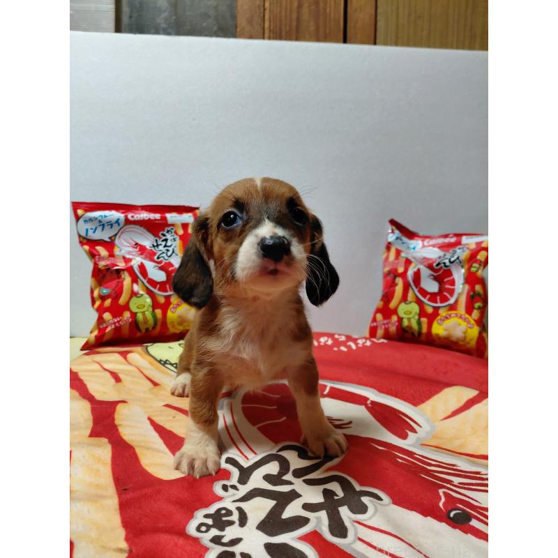 販売中の神奈川県のミックス犬-453339の8枚目