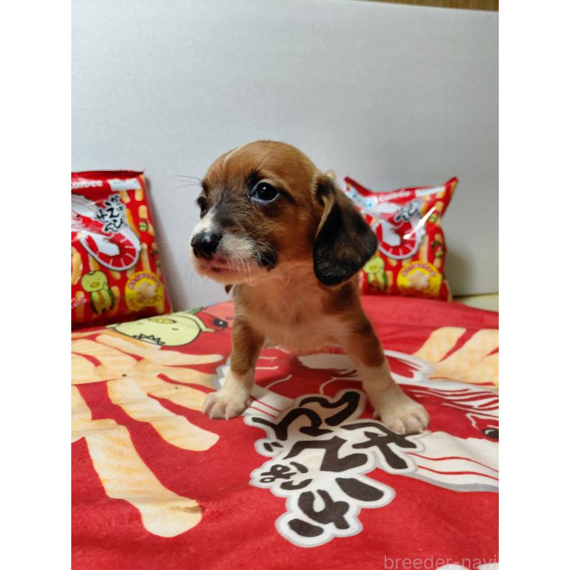 販売中の神奈川県のミックス犬-453339の7枚目