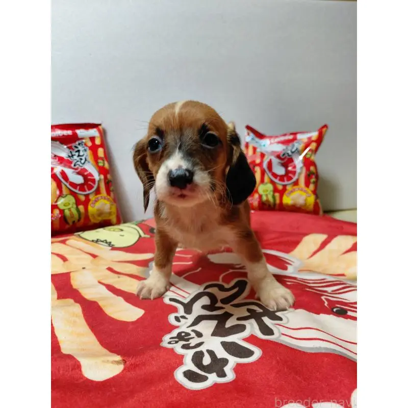 販売中の神奈川県のミックス犬-453339の6枚目