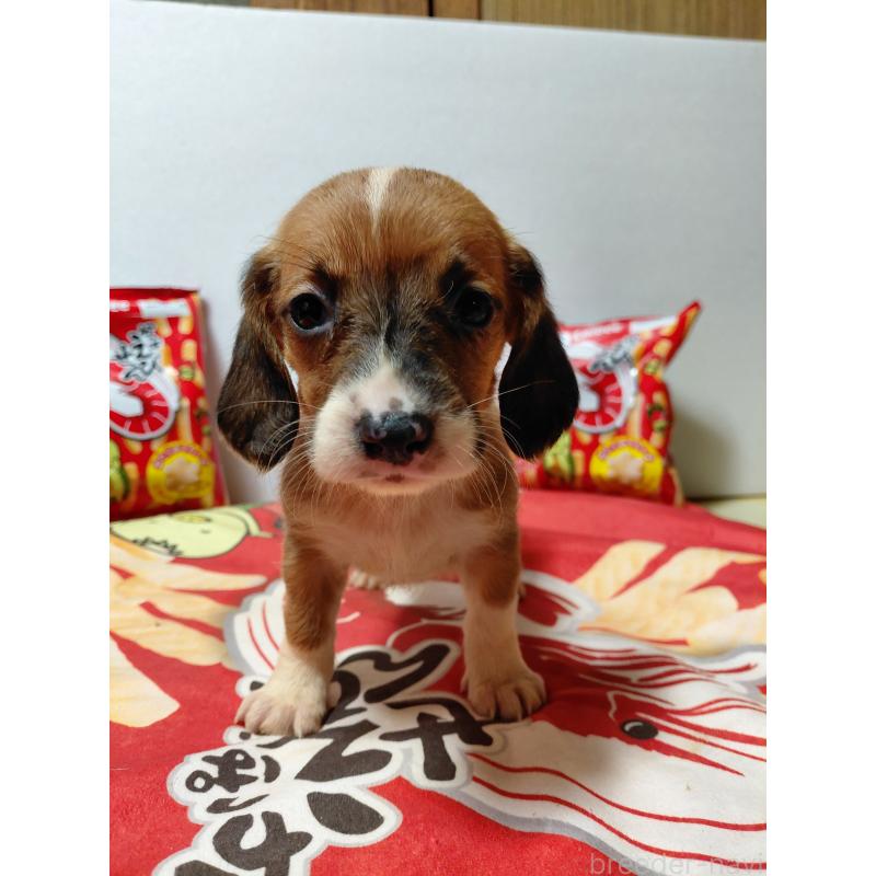 販売中の神奈川県のミックス犬-453339の5枚目