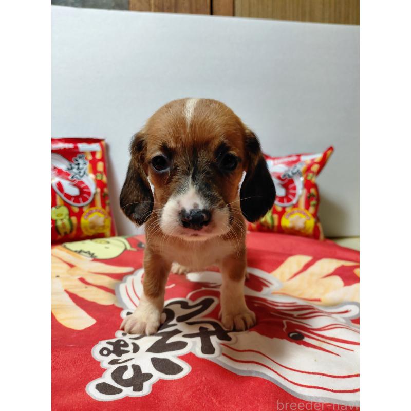 販売中の神奈川県のミックス犬-453339の4枚目