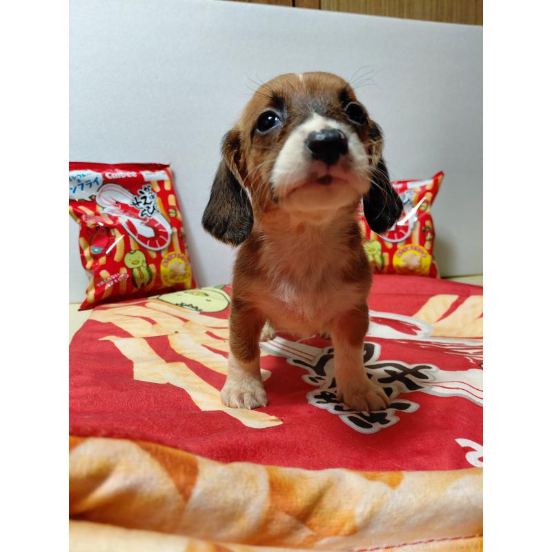 販売中の神奈川県のミックス犬-453339の3枚目