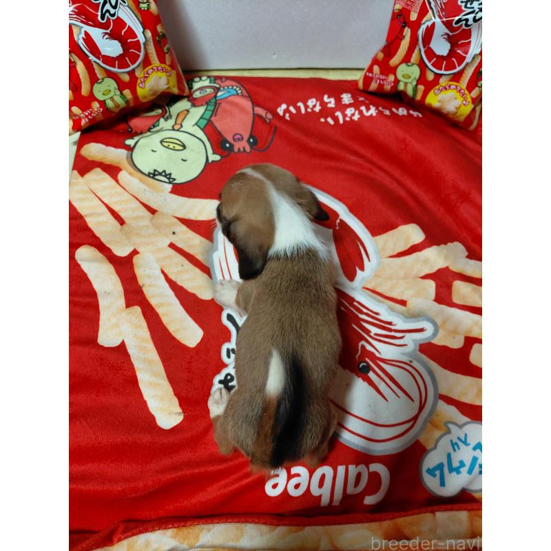 販売中の神奈川県のミックス犬-453339の2枚目