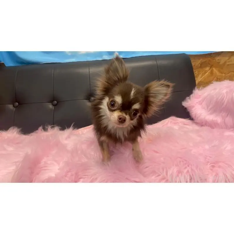 販売中の兵庫県のチワワ(ロングコート)-453340の5枚目