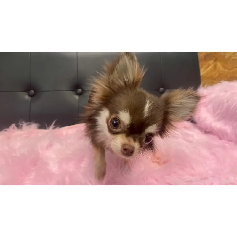 販売中の兵庫県のチワワ(ロングコート)-453340の4枚目