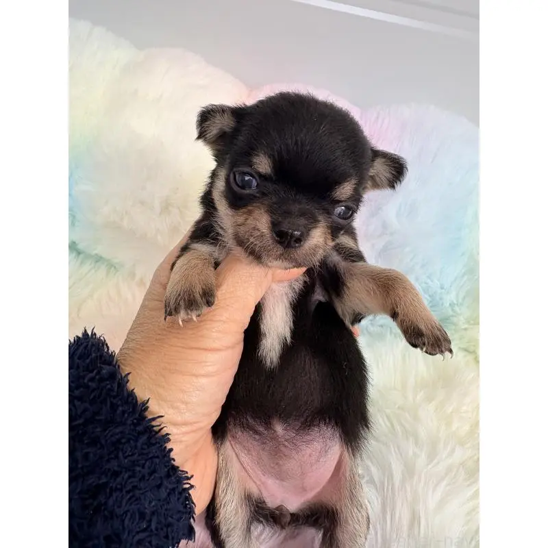 販売中の千葉県のチワワ(スムースコート)-453341の5枚目