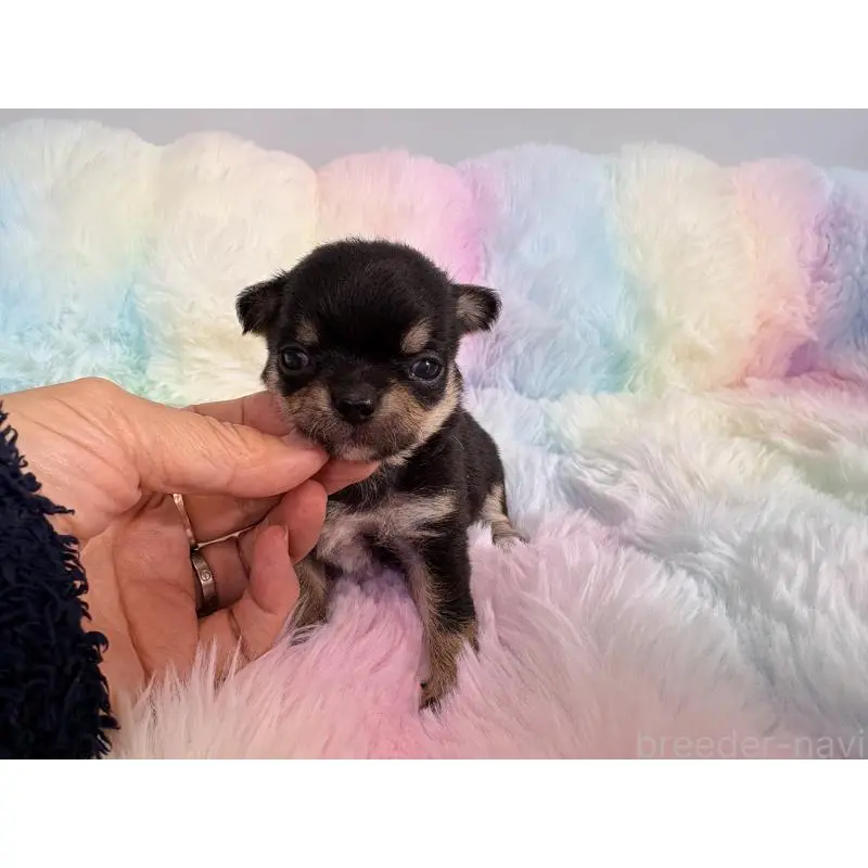 販売中の千葉県のチワワ(スムースコート)-453341の2枚目