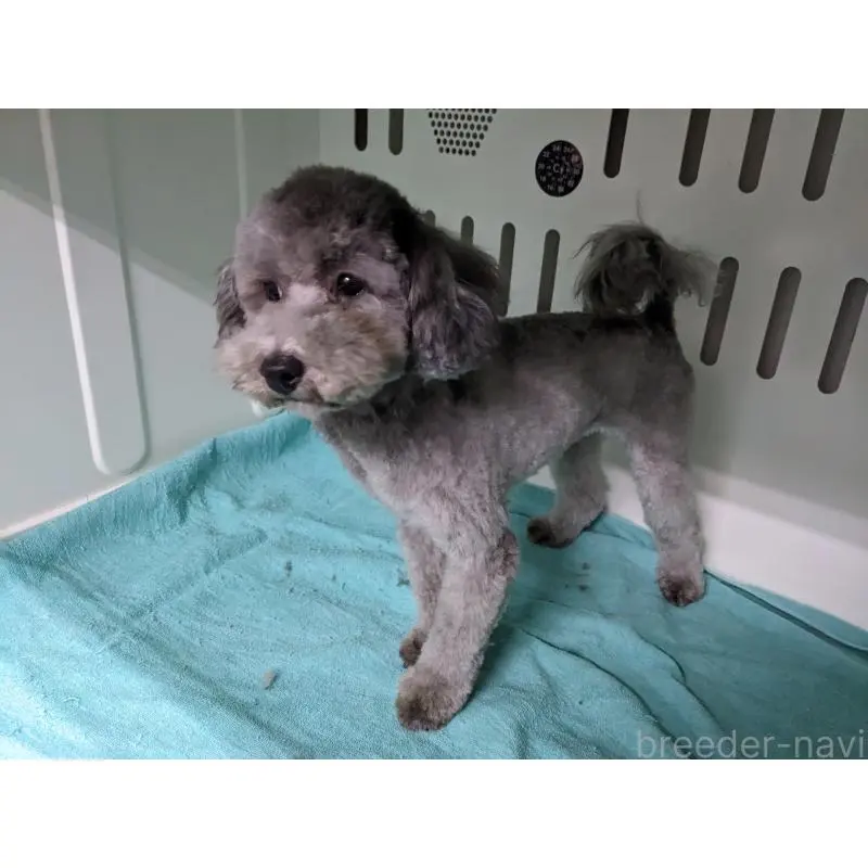 販売中の埼玉県のトイプードル-453342の6枚目