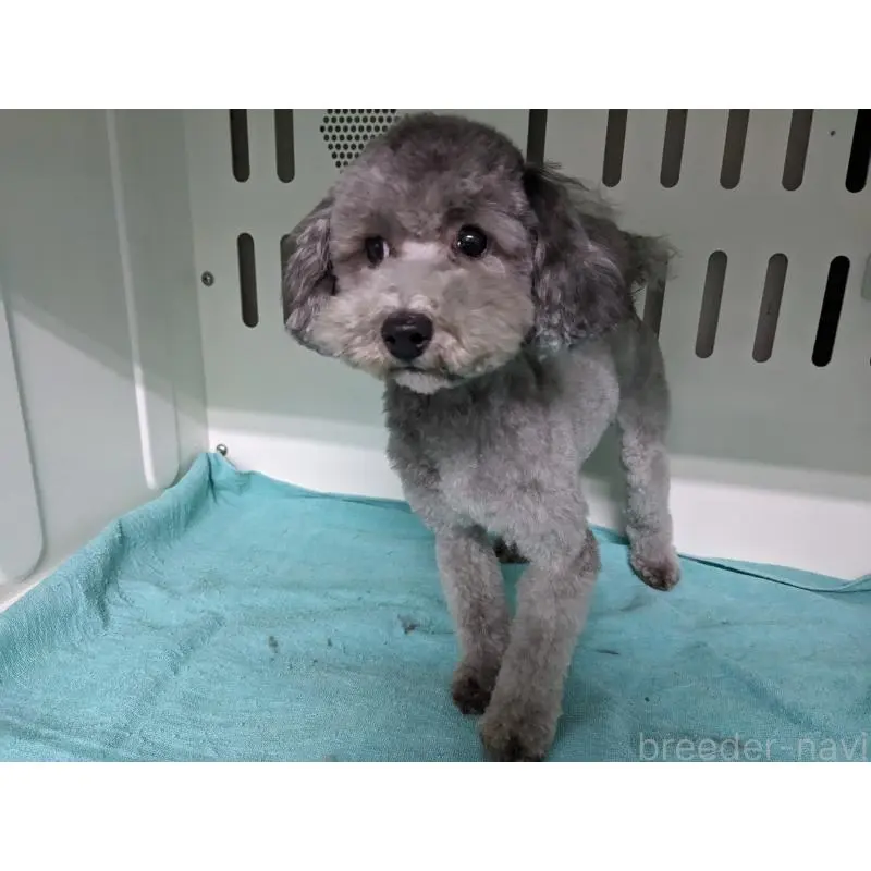 販売中の埼玉県のトイプードル-453342の5枚目