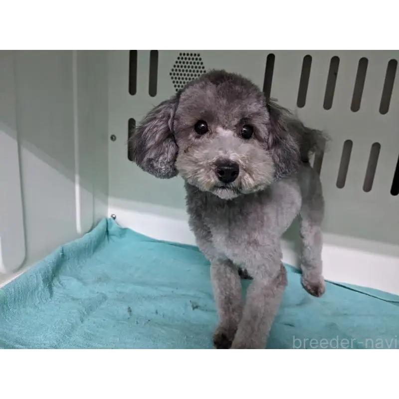 販売中の埼玉県のトイプードル-453342の4枚目