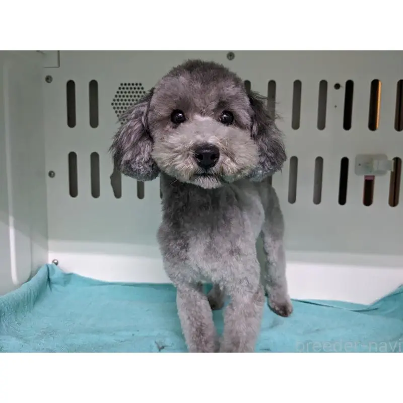 販売中の埼玉県のトイプードル-453342の3枚目