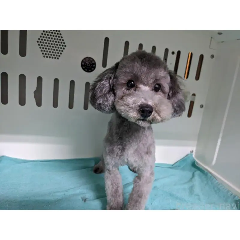 販売中の埼玉県のトイプードル-453342の2枚目