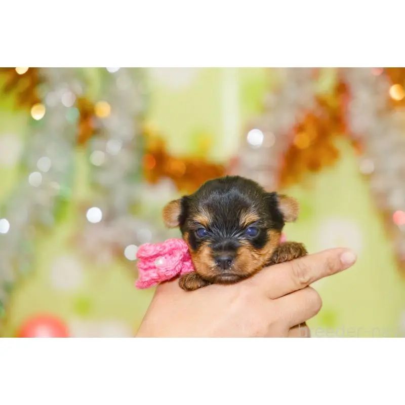 販売中の大分県のヨークシャーテリア-453343の6枚目