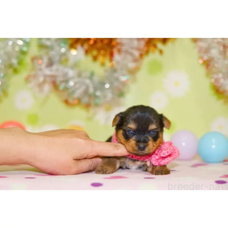 販売中の大分県のヨークシャーテリア-453343の5枚目