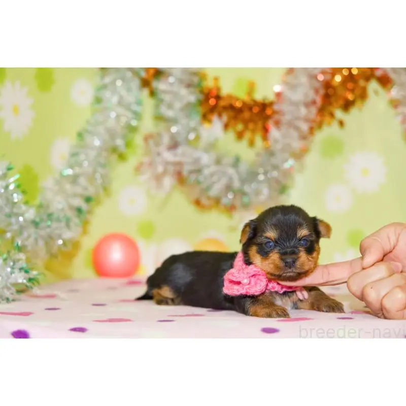 販売中の大分県のヨークシャーテリア-453343の3枚目