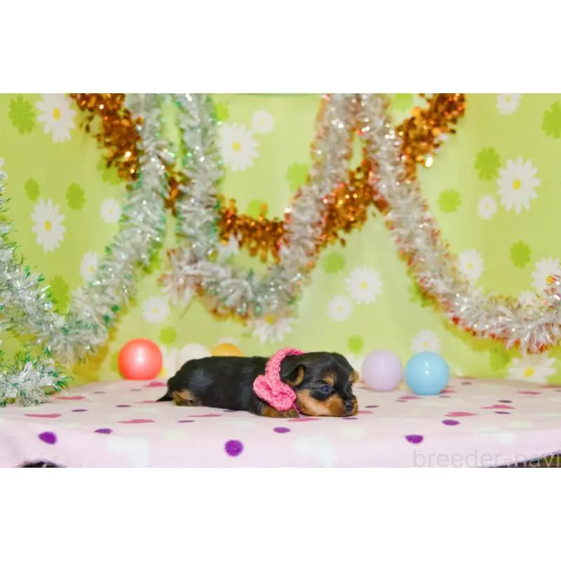 販売中の大分県のヨークシャーテリア-453343の2枚目