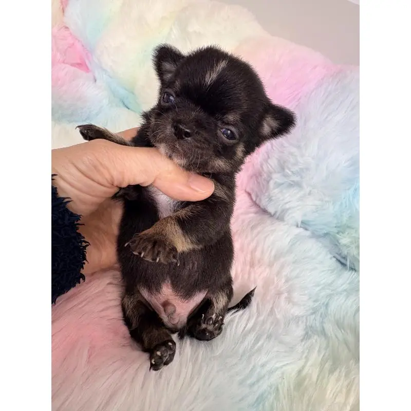 販売中の千葉県のチワワ(スムースコート)-453344の5枚目